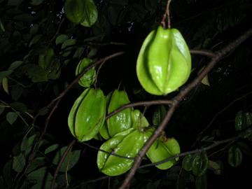 Carambola 1