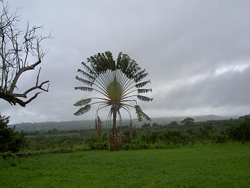 Traveller Tree